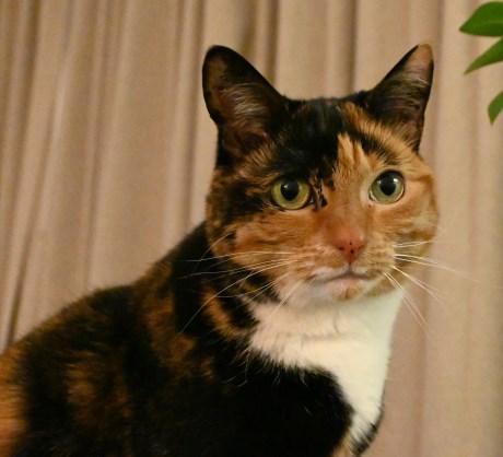 Kat Europese korthaar of huiskat