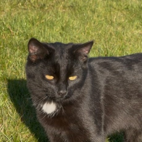 Kat Europese korthaar of huiskat