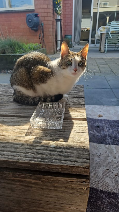 Kat Europese korthaar of huiskat