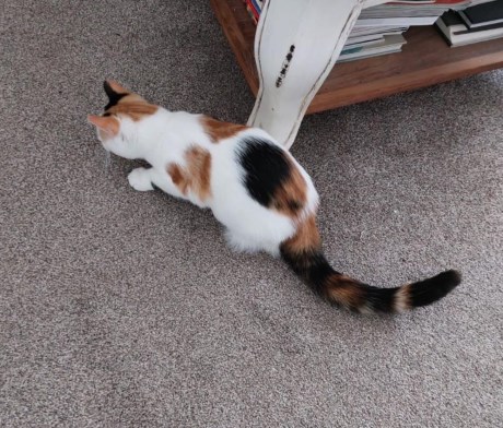 Kat Europese korthaar of huiskat