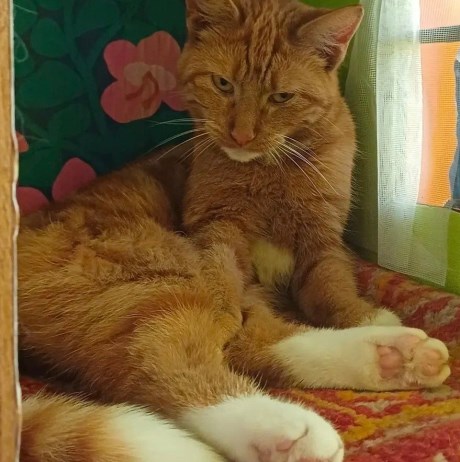 Kat Europese korthaar of huiskat