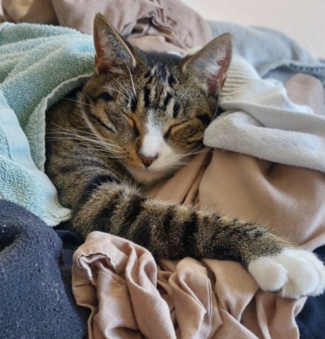 Kat Europese korthaar of huiskat