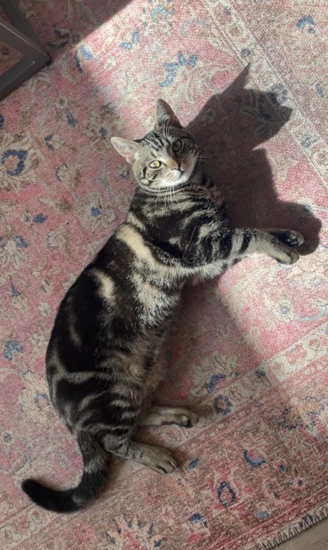 Kat Europese korthaar of huiskat