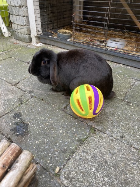 Knaagdier / Haasachtige Konijn