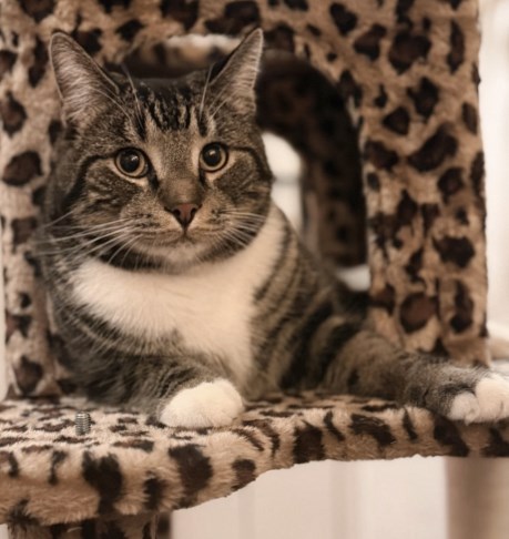 Kat Europese korthaar of huiskat