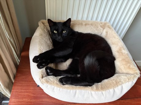 Kat Europese korthaar of huiskat