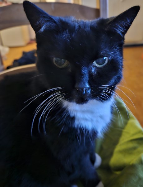 Kat Europese korthaar of huiskat