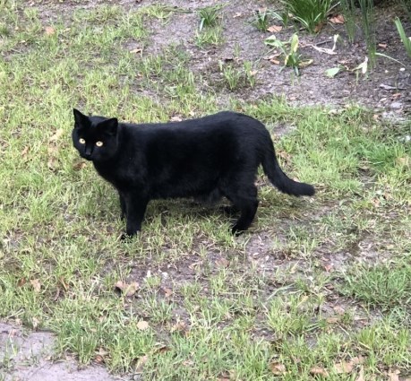 Kat Europese korthaar of huiskat