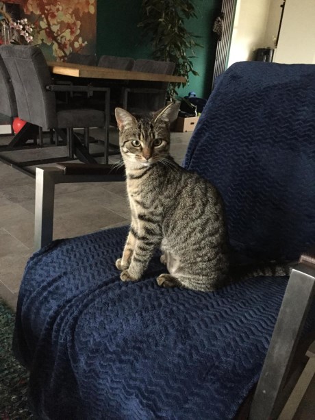 Kat Europese korthaar of huiskat