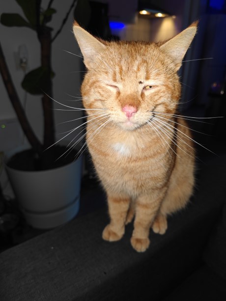 Kat Europese korthaar of huiskat