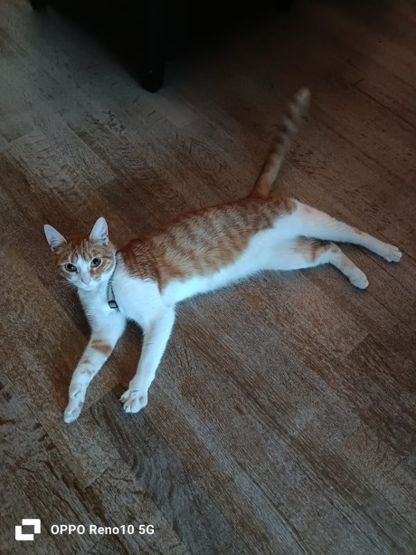 Kat Europese korthaar of huiskat