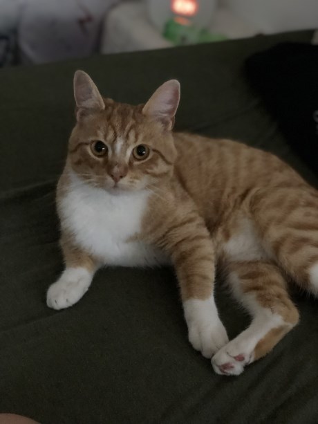 Kat Europese korthaar of huiskat