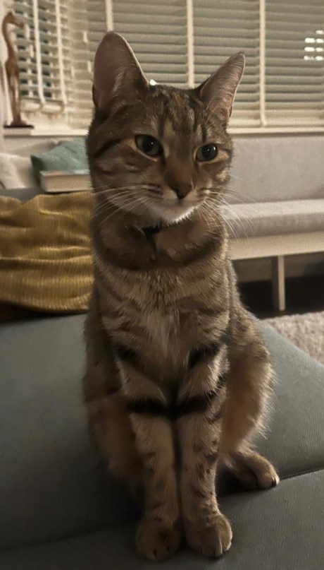 Kat Europese korthaar of huiskat