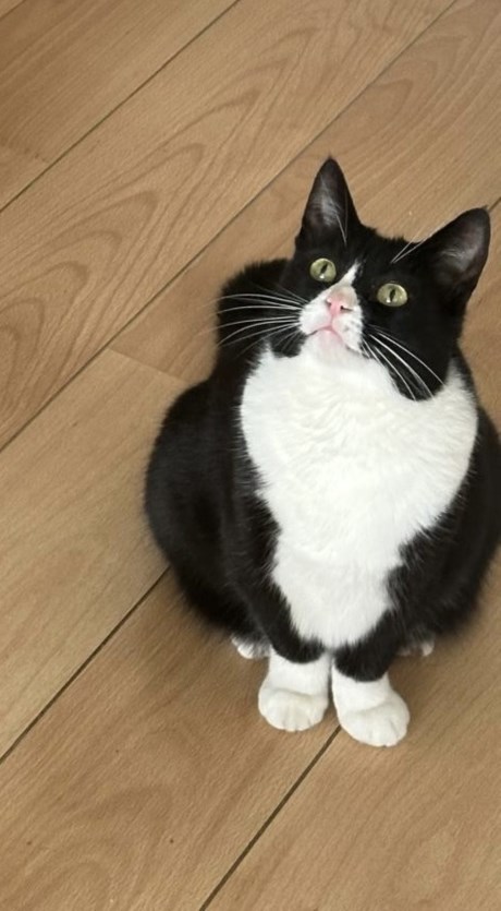 Kat Europese korthaar of huiskat