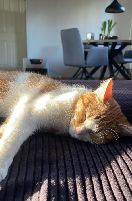 Kat Europese korthaar of huiskat