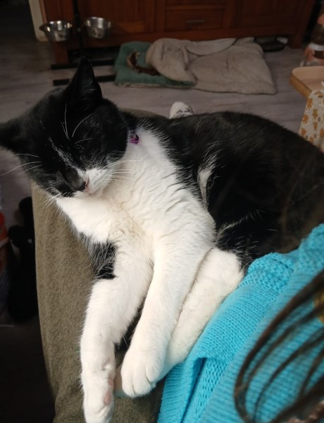 Kat Europese korthaar of huiskat