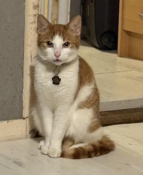 Kat Europese korthaar of huiskat