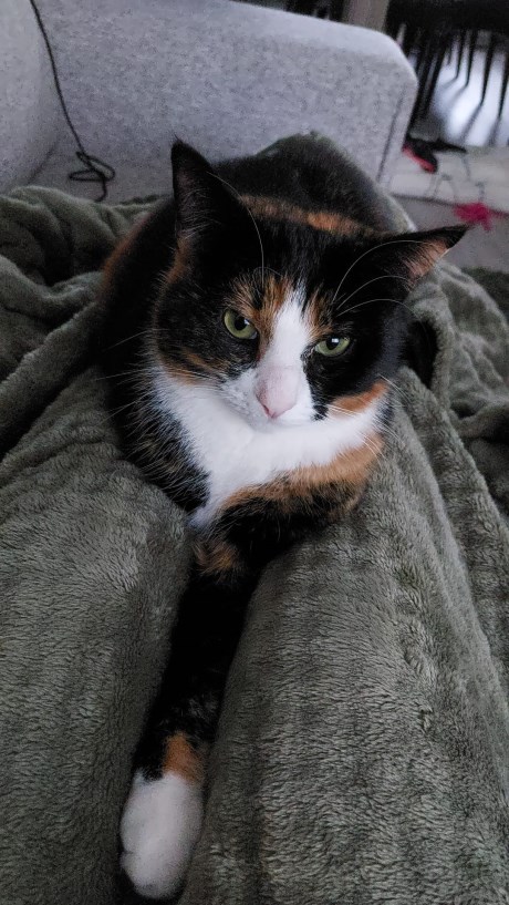 Kat Europese korthaar of huiskat