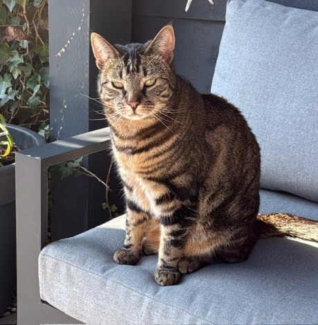 Kat Europese korthaar of huiskat