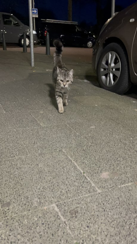 Kat Europese korthaar of huiskat