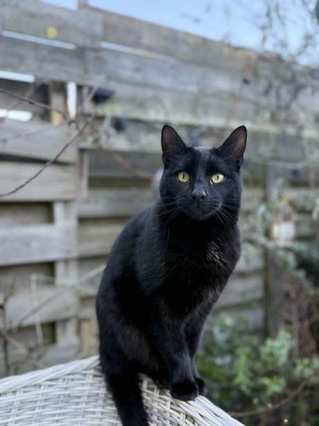 Kat Europese korthaar of huiskat