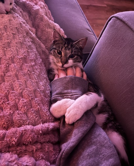 Kat Europese korthaar of huiskat