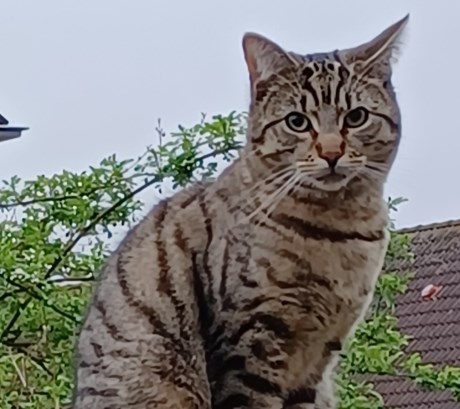 Kat Europese korthaar of huiskat