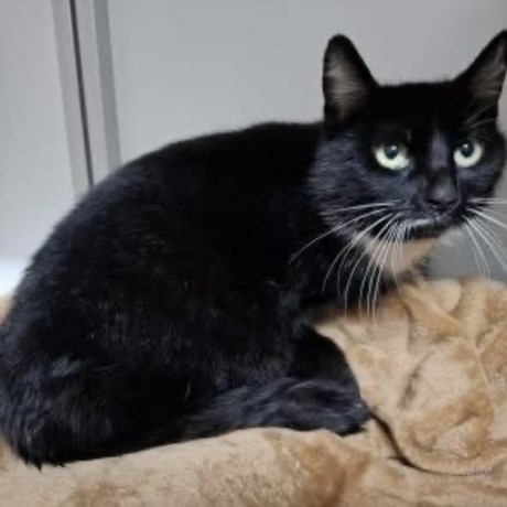 Kat Europese korthaar of huiskat