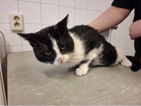 Kat Europese korthaar of huiskat