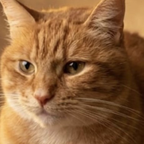 Kat Europese korthaar of huiskat