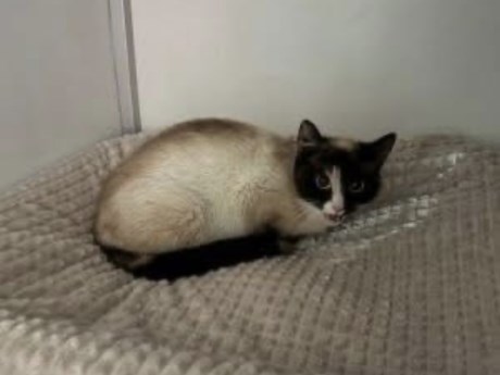 Kat Europese korthaar of huiskat