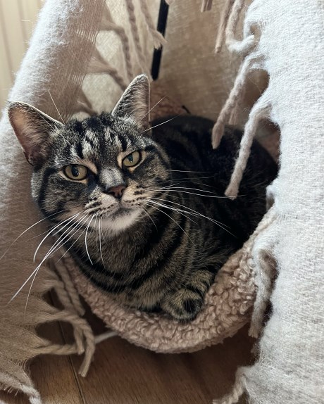 Kat Europese korthaar of huiskat