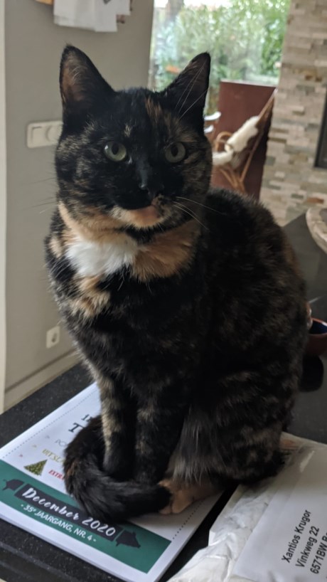 Kat Europese korthaar of huiskat