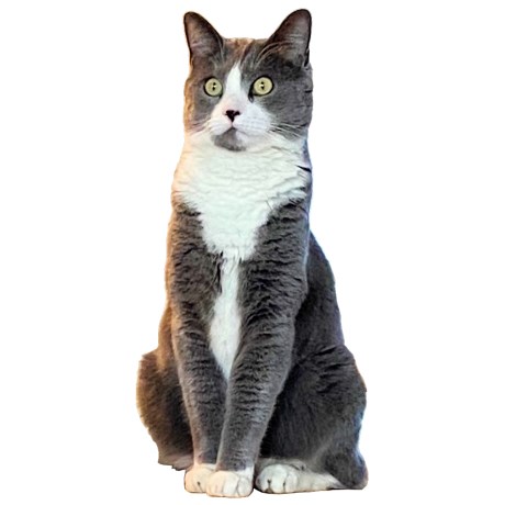 Kat Europese korthaar of huiskat