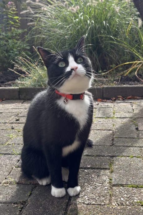 Kat Europese korthaar of huiskat