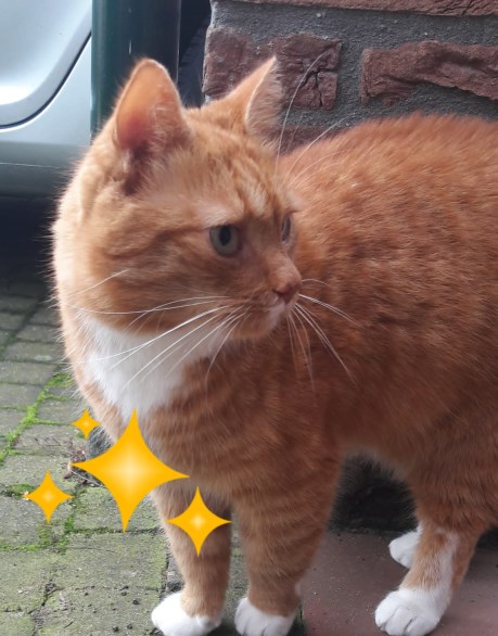 Kat Europese korthaar of huiskat