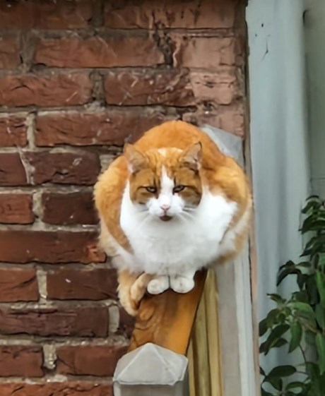 Kat Europese korthaar of huiskat