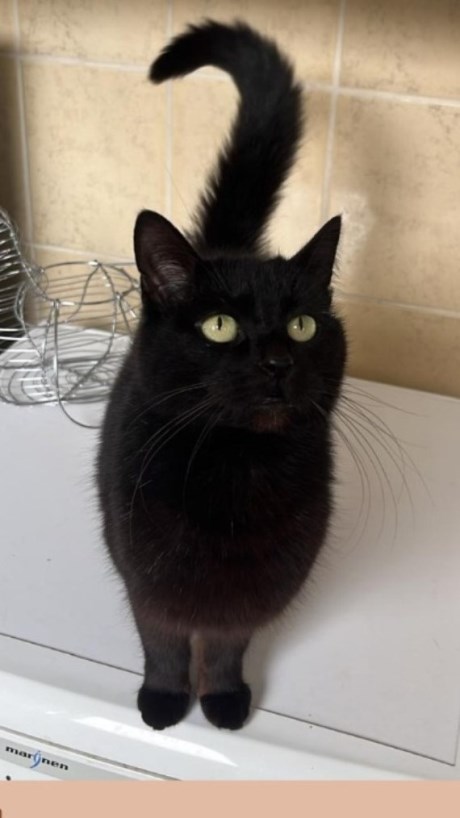 Kat Europese korthaar of huiskat