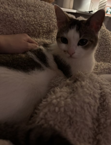 Kat Europese korthaar of huiskat