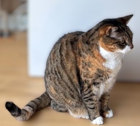 Kat Europese korthaar of huiskat