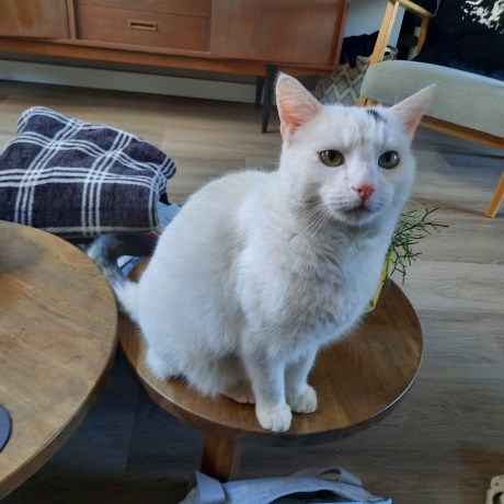 Kat Europese korthaar of huiskat