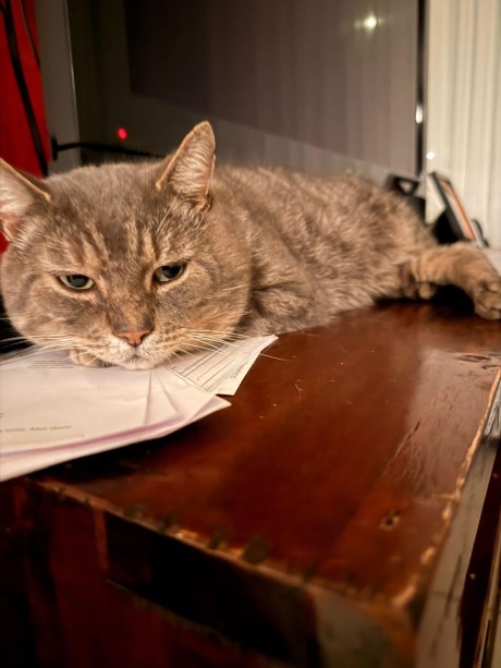 Kat Europese korthaar of huiskat