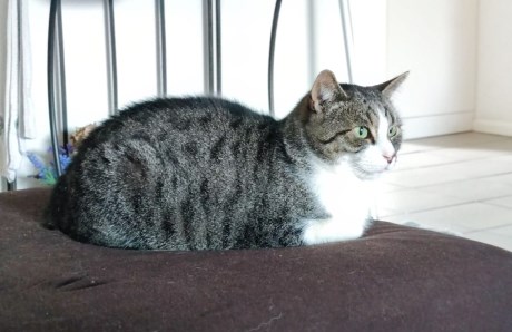 Kat Europese korthaar of huiskat