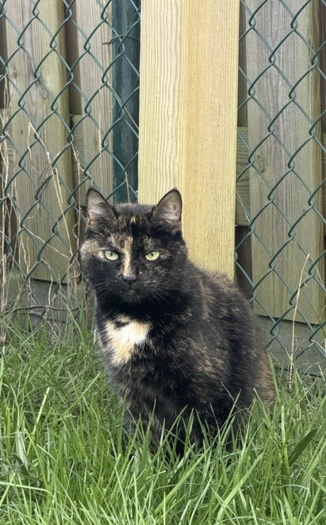 Kat Europese korthaar of huiskat