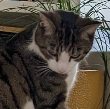 Kat Europese korthaar of huiskat