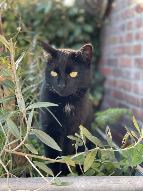 Kat Europese korthaar of huiskat