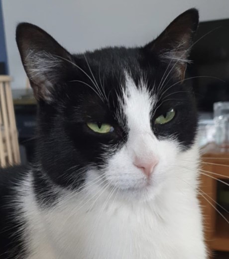 Kat Europese korthaar of huiskat