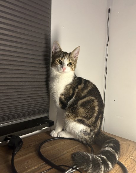 Kat Europese korthaar of huiskat