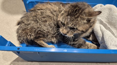 Kat Europese korthaar of huiskat