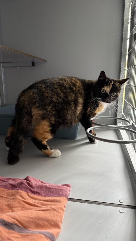 Kat Europese korthaar of huiskat